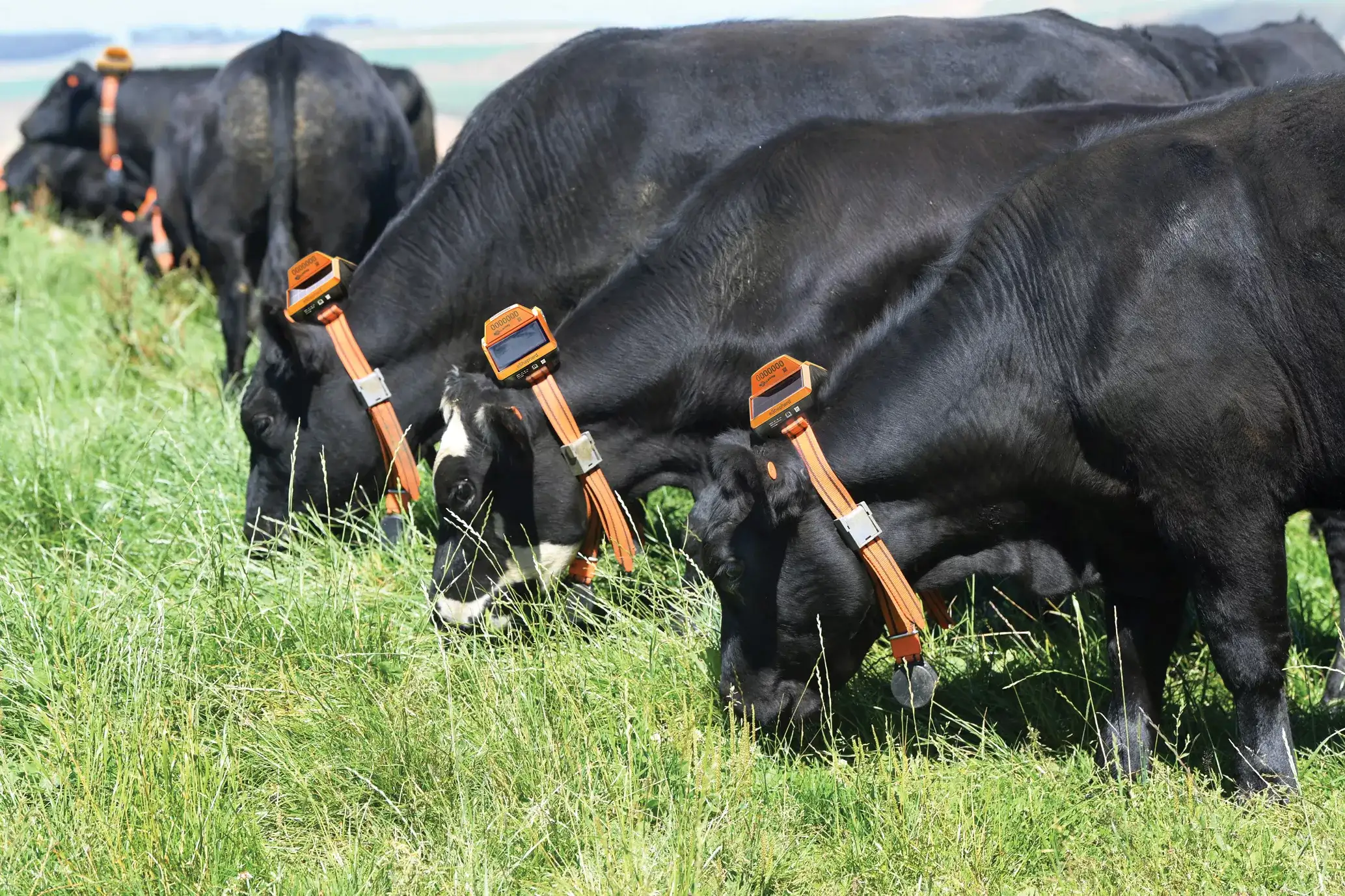 Virtual Fencing Gallagher